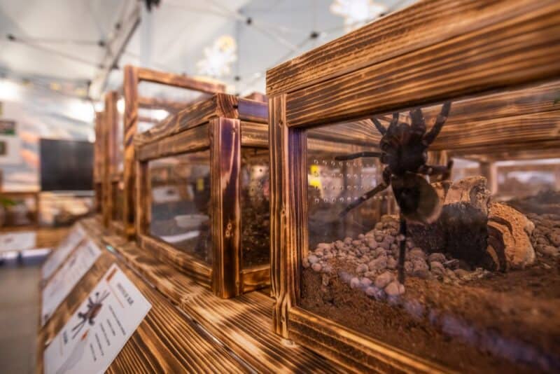 expozitie tarantule iulius mall cluj 03