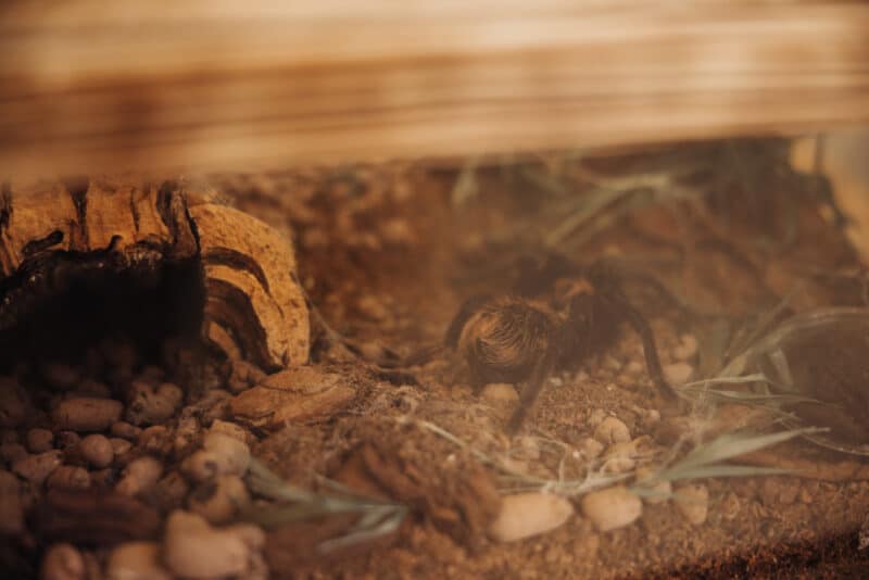 expozitie tarantule iulius mall cluj 04