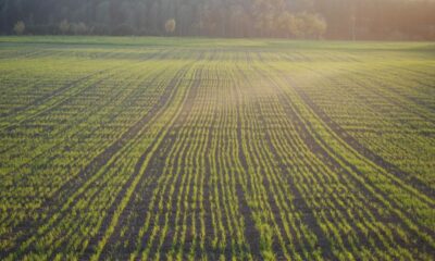 teren agricol agricultura