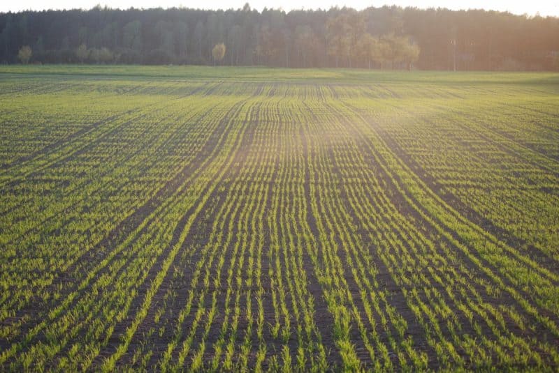 teren agricol agricultura