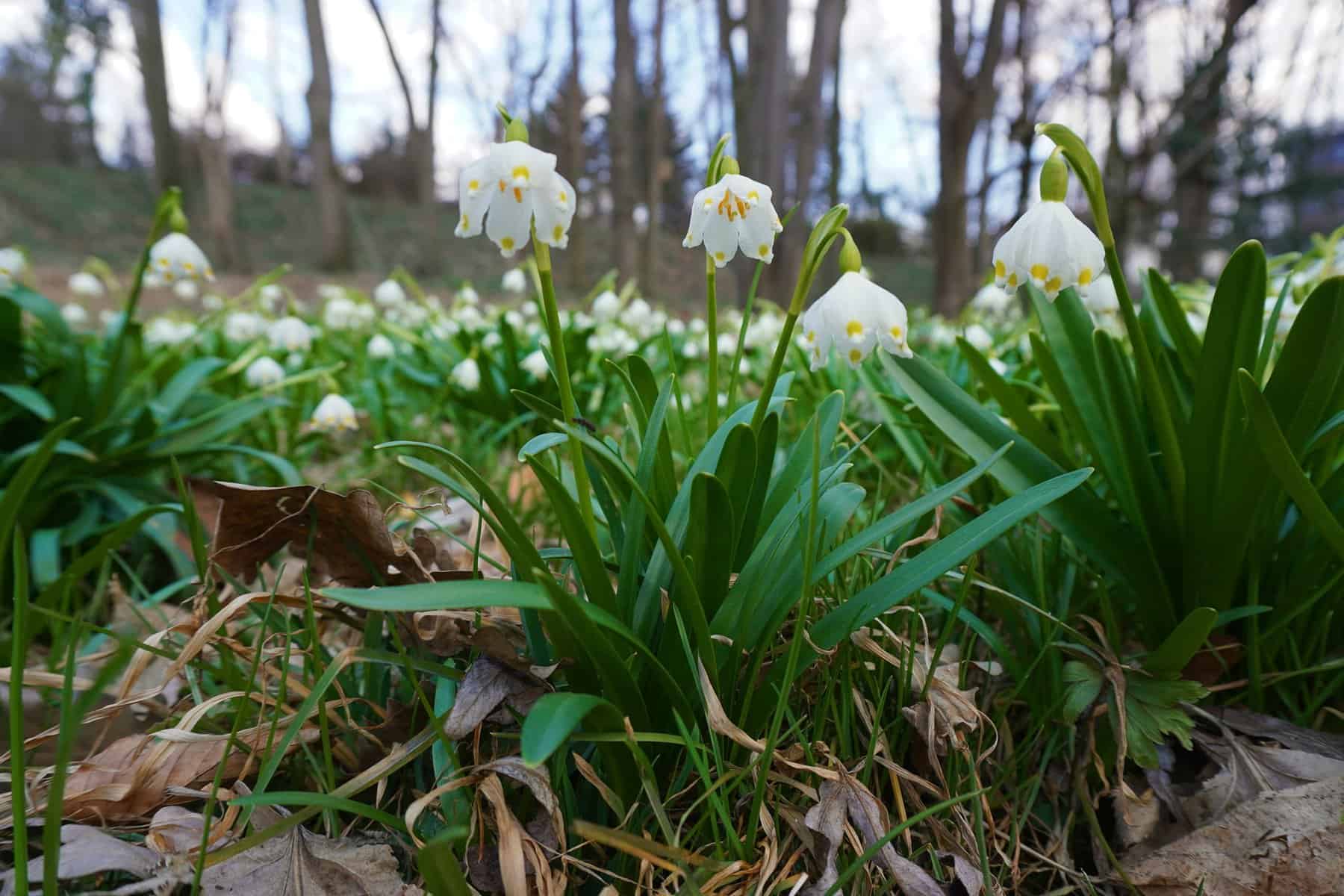 May be an image of flower and nature