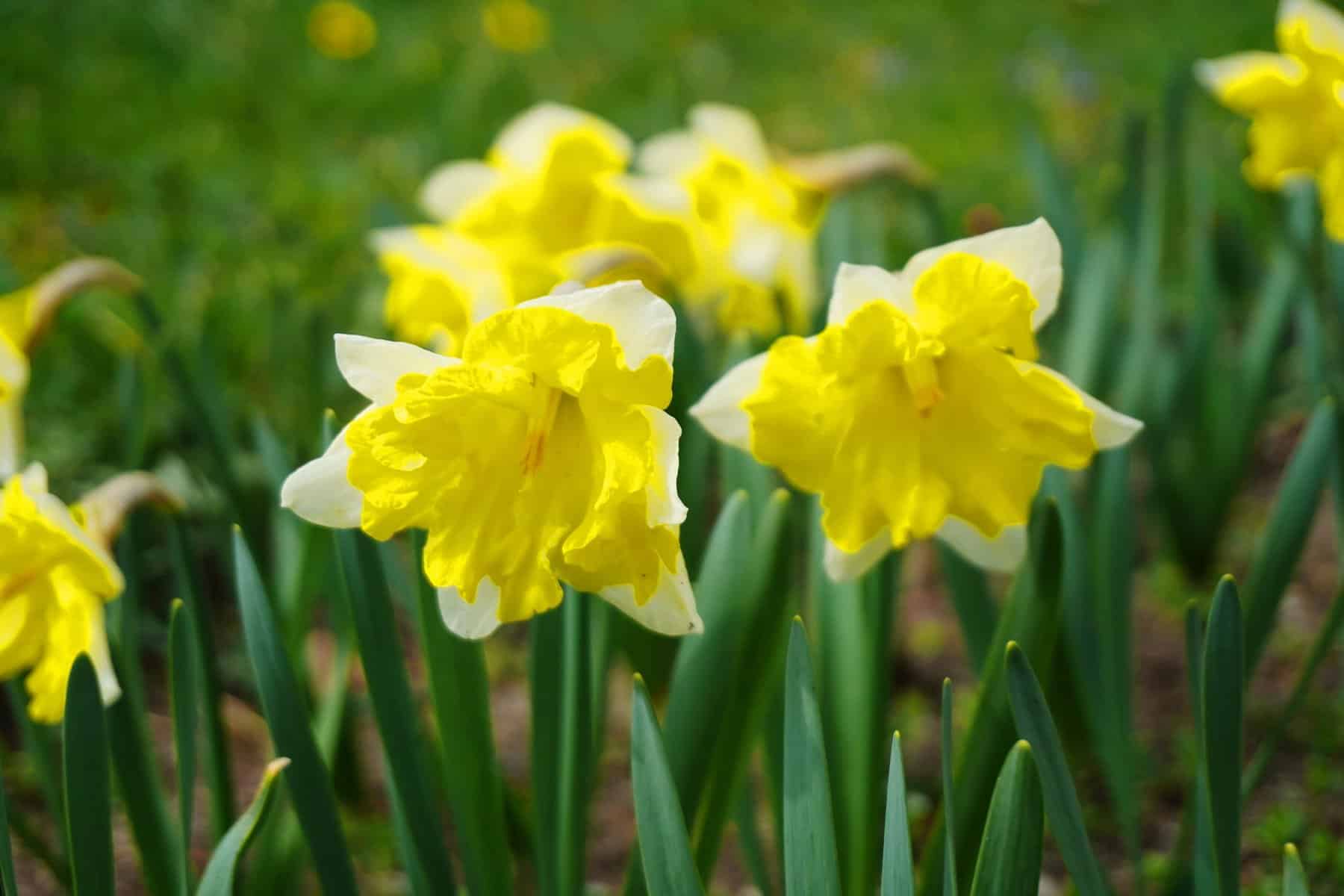 May be a close-up of flower and nature