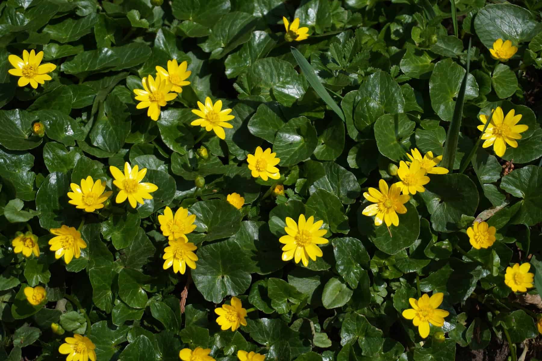 May be an image of African daisy and nature