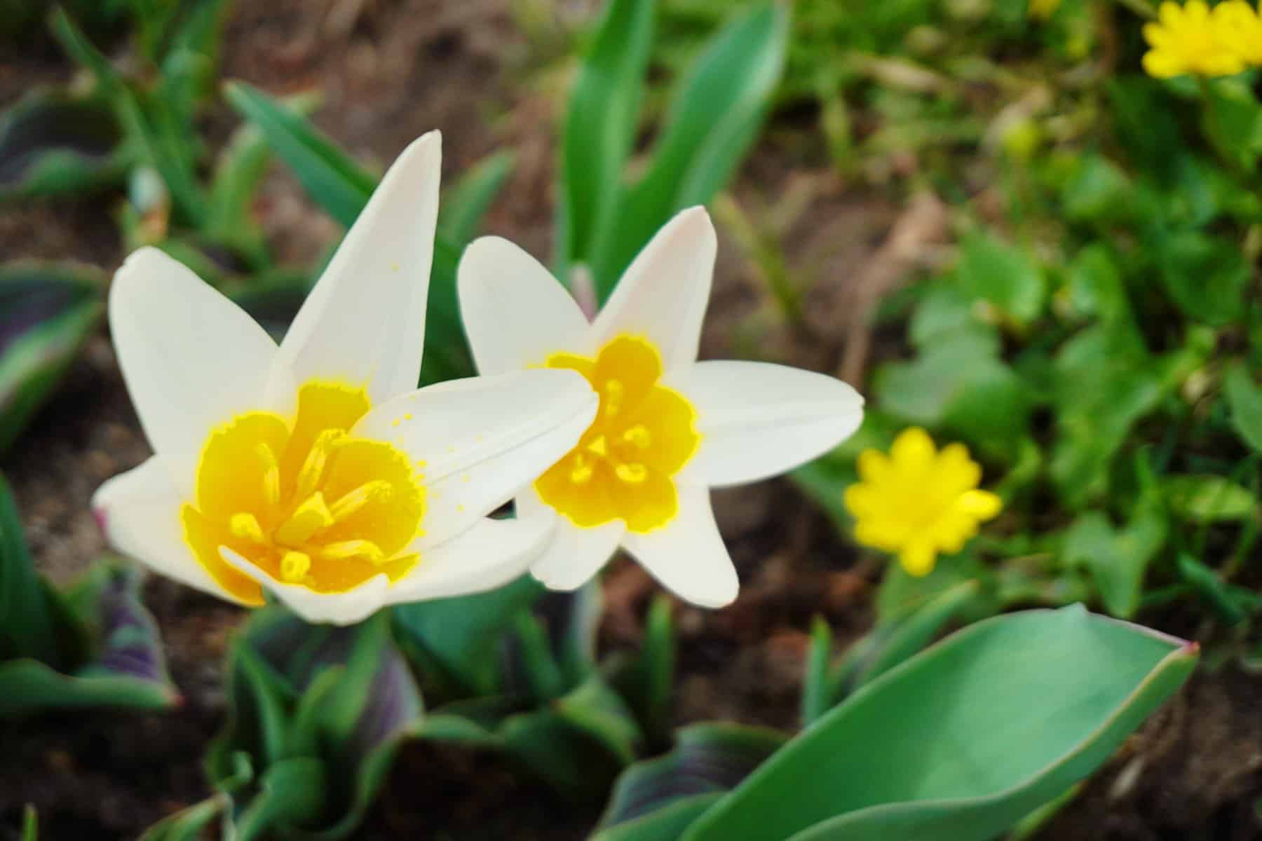 May be a close-up of flower and nature