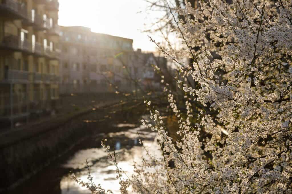 cluj florii3