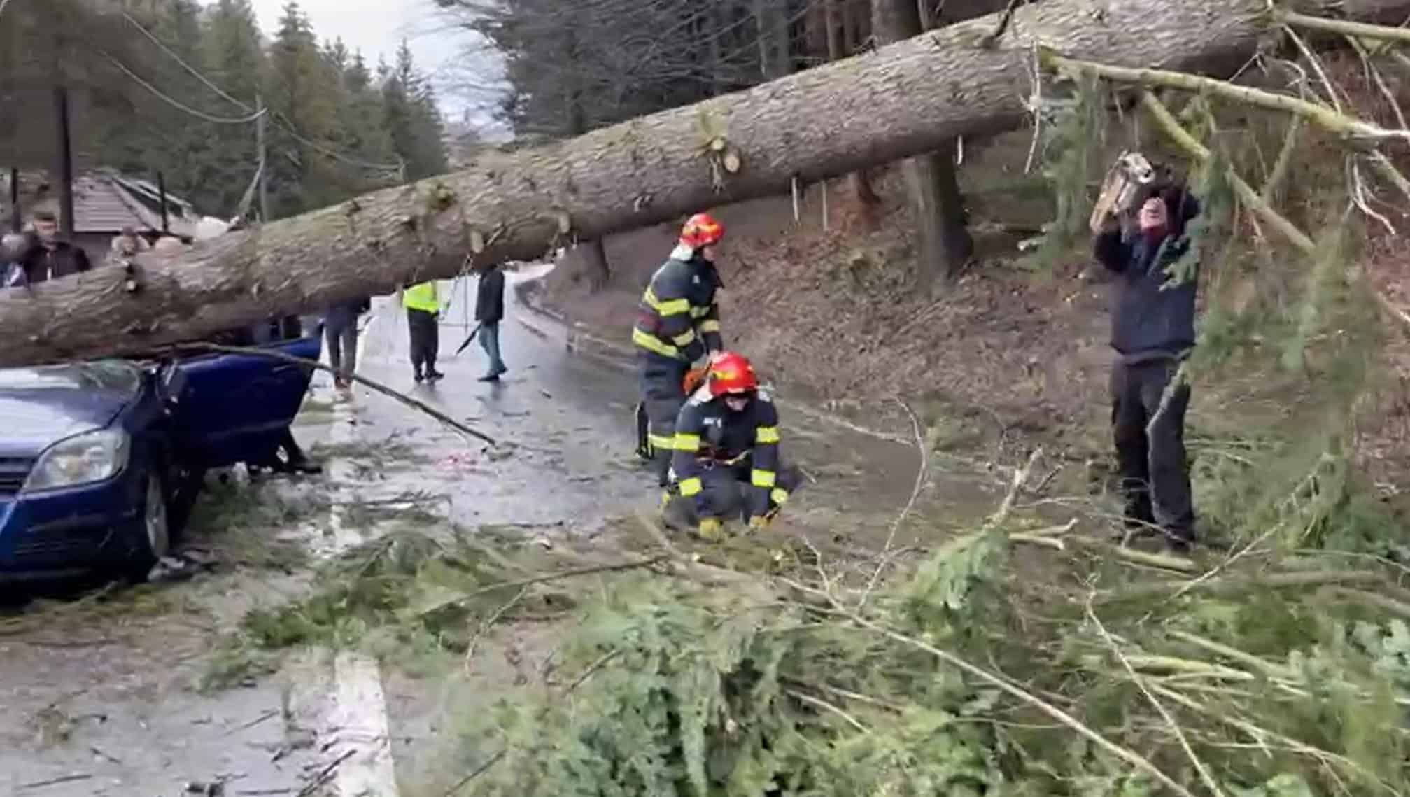 copac cazut peste masina 1