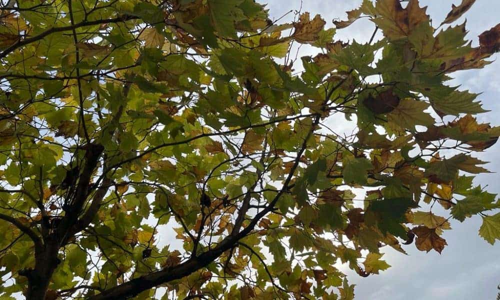 toamna zile mohorate vremea